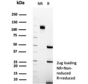 SDS-PAGE analysis of purified, BSA-free YY1 antibody (clone YY1/5436) as confirmation of integrity and purity.