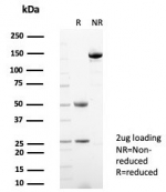 SDS-PAGE analysis of purified, BSA-free HSP90AA1 antibody (clone HSP90AA1/7426) as confirmation of integrity and purity.