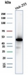 Western blot testing of human HEK293 cell lysate with Creatine kinase B antibody (clone CKBB/6566).