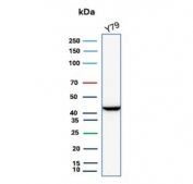 Western blot testing of human Y79 cell lysate with Creatine kinase B antibody (clone CKBB/6567). Predicted molecular weight ~43 kDa.
