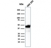 Western blot testing of human HEK293 cell lysate with Creatine kinase B antibody (clone CKBB/6567). Predicted molecular weight ~43 kDa.