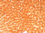 IHC staining of FFPE human liver tissue with GCHFR antibody (clone GCHFR/7734). HIER: boil tissue sections in pH 9 10mM Tris with 1mM EDTA for 20 min and allow to cool before testing.