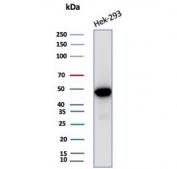 Western blot testing of human HEK293 cell lysate with recombinant Brain Creatine Kinase antibody (clone CKBB/8310R). Predicted molecular weight ~43 kDa.