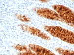 IHC staining of FFPE human stomach tissue with pS2 antibody (clone TF/7766). HIER: boil tissue sections in pH 9 10mM Tris with 1mM EDTA for 20 min and allow to cool before testing.