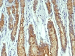 IHC staining of FFPE human stomach tissue with Transferrin antibody (clone TF/7767). HIER: boil tissue sections in pH 9 10mM Tris with 1mM EDTA for 20 min and allow to cool before testing.