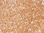 IHC staining of FFPE human liver tissue with GCHFR antibody (clone GCHFR/7732). HIER: boil tissue sections in pH 9 10mM Tris with 1mM EDTA for 20 min and allow to cool before testing.