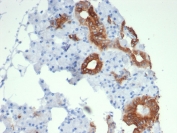 IHC staining of FFPE human salivary gland with TrkC antibody (clone NTRK3/7140). HIER: boil tissue sections in pH 9 10mM Tris with 1mM EDTA for 20 min and allow to cool before testing.