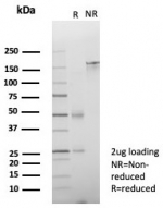SDS-PAGE analysis of purified, BSA-free ZNF774 antibody (clone PCRP-ZNF774-3F7) as confirmation of integrity and purity.