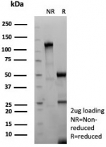 SDS-PAGE analysis of purified, BSA-free GP2 antibody (clone GP2/8618R) as confirmation of integrity and purity.