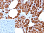 IHC staining of FFPE human pancreas tissue with Glycoprotein 2 antibody (clone GP2/8618R). Inset: PBS used in place of primary Ab (secondary Ab negative control). HIER: boil tissue sections in pH 9 10mM Tris with 1mM EDTA for 20 min and allow to cool before testing.