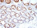 IHC staining of FFPE human colon tissue with recombinant Estrogen Inducible Protein pS2 antibody (clone TFF1/8817R). HIER: boil tissue sections in pH 9 10mM Tris with 1mM EDTA for 20 min and allow to cool before testing.