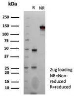 SDS-PAGE analysis of purified, BSA-free recombinant GP2 antibody (clone rGP2/8617) as confirmation of integrity and purity.