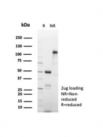SDS-PAGE analysis of purified, BSA-free CD269 antibody (clone CD269/8508R) as confirmation of integrity and purity.