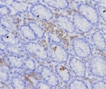 IHC staining of FFPE human stomach (corpus) with recombinant BCMA antibody (clone CD269/7986R). HIER: boil tissue sections in pH 9 10mM Tris with 1mM EDTA for 20 min and allow to cool before testing.
