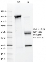 SDS-PAGE analysis of purified, BSA-free MMP2 antibody (clone 4D3) as confirmation of integrity and purity.