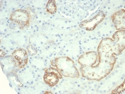 IHC staining of FFPE human kidney tissue with recombinant CDH16 antibody (clone rCDH16/7342) at 2ug/ml. HIER: boil tissue sections in pH 9 10mM Tris with 1mM EDTA for 20 min and allow to cool before testing.