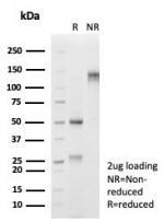 SDS-PAGE analysis of purified, BSA-free Forkhead Box I1 antibody (clone PCRP-FOXI1-1C4) as confirmation of integrity and purity.