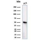 Western blot testing of human PC3 cell lysate with recombinant TUBB3 antibody (clone rTUBB3/7405). Predicted molecular weight ~50 kDa.