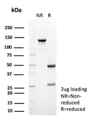 SDS-PAGE analysis of purified, BSA-free recombinant TUBB3 antibody (clone rTUBB3/7405) as confirmation of integrity and purity.