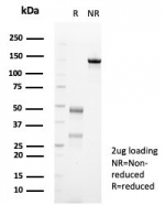 SDS-PAGE analysis of purified, BSA-free TUBB3 antibody (clone rTUBB3/7406) as confirmation of integrity and purity.