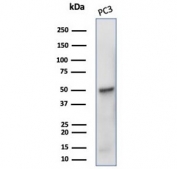 Western blot testing of human PC3 cell lysate with TUBB3 antibody (clone rTUBB3/7406). Predicted molecular weight ~50 kDa.
