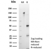 SDS-PAGE analysis of purified, BSA-free ZNF232 antibody (clone PCRP-ZNF232-2B3) as confirmation of integrity and purity.