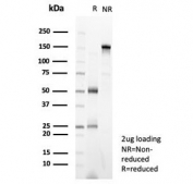 SDS-PAGE analysis of purified, BSA-free Zinc finger protein 232 antibody (clone PCRP-ZNF232-1D5) as confirmation of integrity and purity.