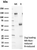 SDS-PAGE analysis of purified, BSA-free 14-3-3 epsilon antibody (clone YWHAE/8309R) as confirmation of integrity and purity.