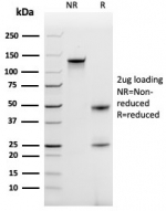 SDS-PAGE analysis of purified, BSA-free CCL18 antibody (clone CCL18/3744) as confirmation of integrity and purity.