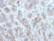 IHC staining of FFPE human adrenal gland tissue with CCL18 antibody (clone CCL18/3744). HIER: boil tissue sections in pH 9 10mM Tris with 1mM EDTA for 20 min and allow to cool before testing.