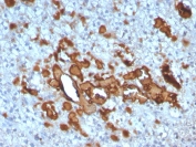 IHC staining of FFPE human adrenal gland tissue with CCL23 antibody (clone CCL23/4034). HIER: boil tissue sections in pH 9 10mM Tris with 1mM EDTA for 20 min and allow to cool before testing.