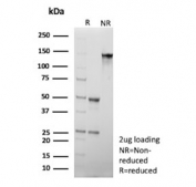 SDS-PAGE analysis of purified, BSA-free MPIF-1 antibody (clone CCL23/4036) as confirmation of integrity and purity.