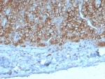 IHC staining of FFPE human adrenal gland tissue with MPIF-1 antibody (clone CCL23/4036). HIER: boil tissue sections in pH 9 10mM Tris with 1mM EDTA for 20 min and allow to cool before testing.