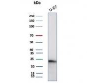 Western blot testing of human U-87 cell lysate with GCSF antibody (clone CSF3/4594). Predicted molecular weight ~22 kDa.
