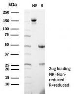 SDS-PAGE analysis of purified, BSA-free G-CSF antibody (clone CSF3/4597) as confirmation of integrity and purity.