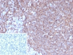 IHC staining of FFPE human tonsil tissue with G-CSF antibody (clone CSF3/4597). Inset: PBS used in place of primary Ab (secondary Ab negative control). HIER: boil tissue sections in pH 9 10mM Tris with 1mM EDTA for 20 min and allow to cool before testing.