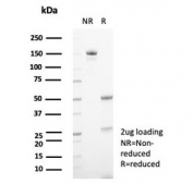 SDS-PAGE analysis of purified, BSA-free GCSF antibody (clone CSF3/4599) as confirmation of integrity and purity.