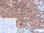 SDS-PAGE analysis of purified, BSA-free GCSF antibody (clone CSF3/4599) as confirmation of integrity and purity.