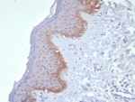 IHC staining of FFPE human skin tissue with Cytokeratin 15 antibody (clone KRT15/8312R). HIER: boil tissue sections in pH 9 10mM Tris with 1mM EDTA for 20 min and allow to cool before testing.