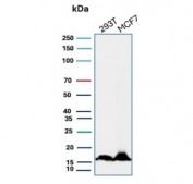 Western blot testing of human 293T and MCF-7 cell lysate with NME2 antibody (clone NME2/4160). Predicted molecular weight ~17 kDa.