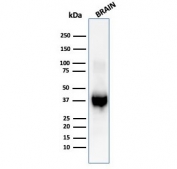 Western blot testing of human brain tissue lysate with GFAP antibody (clone GFAP/6878).