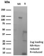 SDS-PAGE analysis of purified, BSA-free recombinant PECAM antibody (clone rPECAM1/8826) as confirmation of integrity and purity.