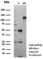 SDS-PAGE analysis of purified, BSA-free GFAP antibody (clone GFAP/8615R) as confirmation of integrity and purity.