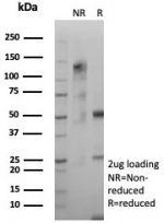 SDS-PAGE analysis of purified, BSA-free GFAP antibody (clone GFAP/8616R) as confirmation of integrity and purity.