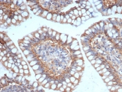 IHC staining of FFPE human small intestine tissue with SIGLEC10 antibody (clone SIGLEC10/7583). HIER: boil tissue sections in pH 9 10mM Tris with 1mM EDTA for 20 min and allow to cool before testing.