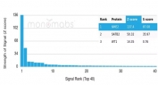 Analysis of a HuProt(TM) microarray containing more than 19,000 full-length human proteins using NME2 antibody (clone NME2/6433). Z- and S- Score: The Z-score represents the strength of a signal that a monoclonal antibody (in combination with a fluorescently-tagged anti-IgG secondary antibody) produces when binding to a particular protein on the HuProt(TM) array. Z-scores are described in units of standard deviations (SD's) above the mean value of all signals generated on that array. If targets on HuProt(TM) are arranged in descending order of the Z-score, the S-score is the difference (also in units of SD's) between the Z-score. S-score therefore represents the relative target specificity of a mAb to its intended target. A mAb is considered to specific to its intended target, if the mAb has an S-score of at least 2.5. For example, if a mAb binds to protein X with a Z-score of 43 and to protein Y with a Z-score of 14, then the S-score for the binding of that mAb to protein X is equal to 29.