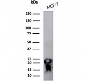 Western blot testing of human MCF-7 cell lysate with NME2 antibody (clone NME2/6433). Predicted molecular weight ~17 kDa.
