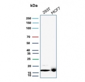 Western blot testing of human MCF-7 cell lysate with NME2 antibody (clone NME2/6433). Predicted molecular weight ~17 kDa.