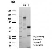 SDS-PAGE analysis of purified, BSA-free NME2 antibody (clone NME2/6433) as confirmation of integrity and purity.