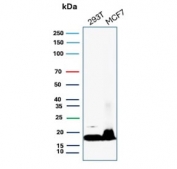 Western blot testing of human HEK293 cell lysate with Nucleoside diphosphate kinase B antibody (clone NME2/6434). Predicted molecular weight ~17 kDa.